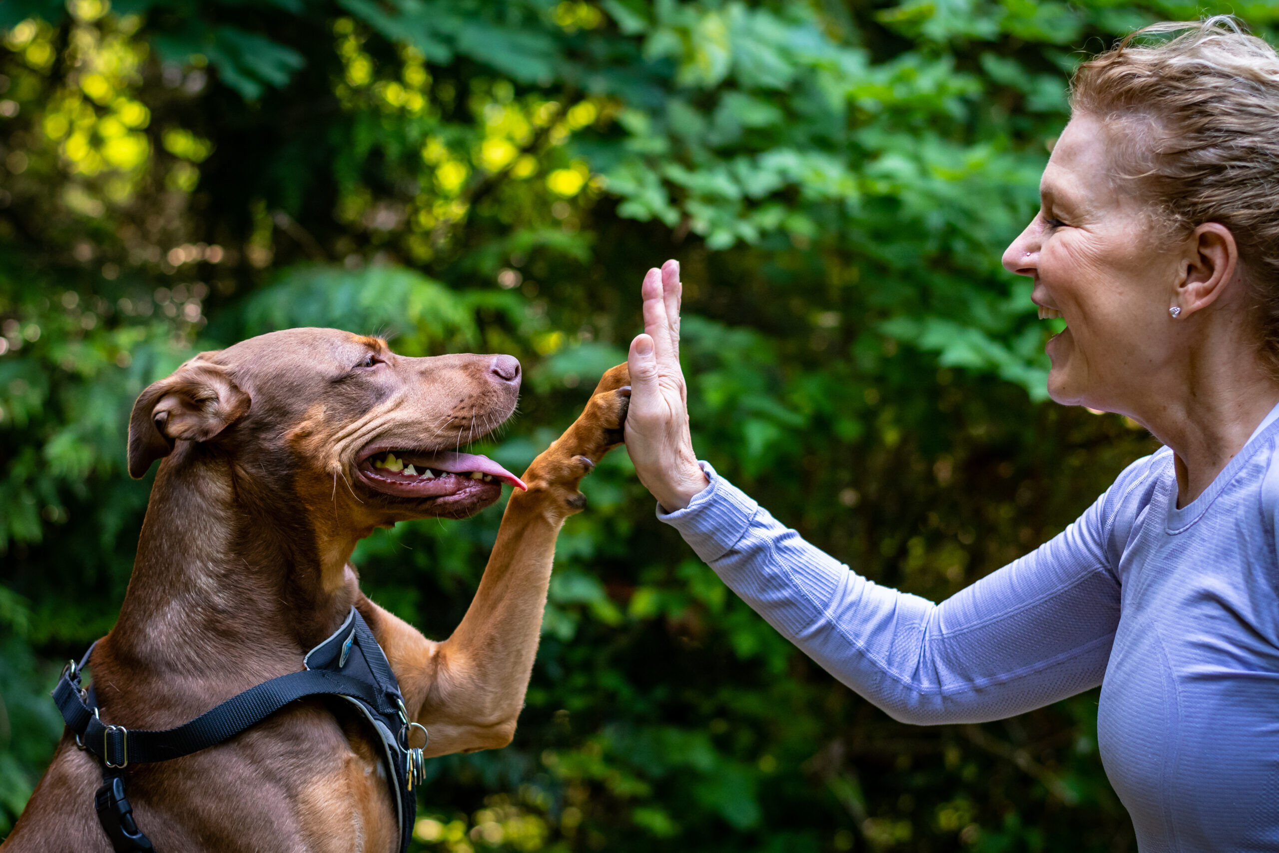 Få adfærdsrådgivning til din hund